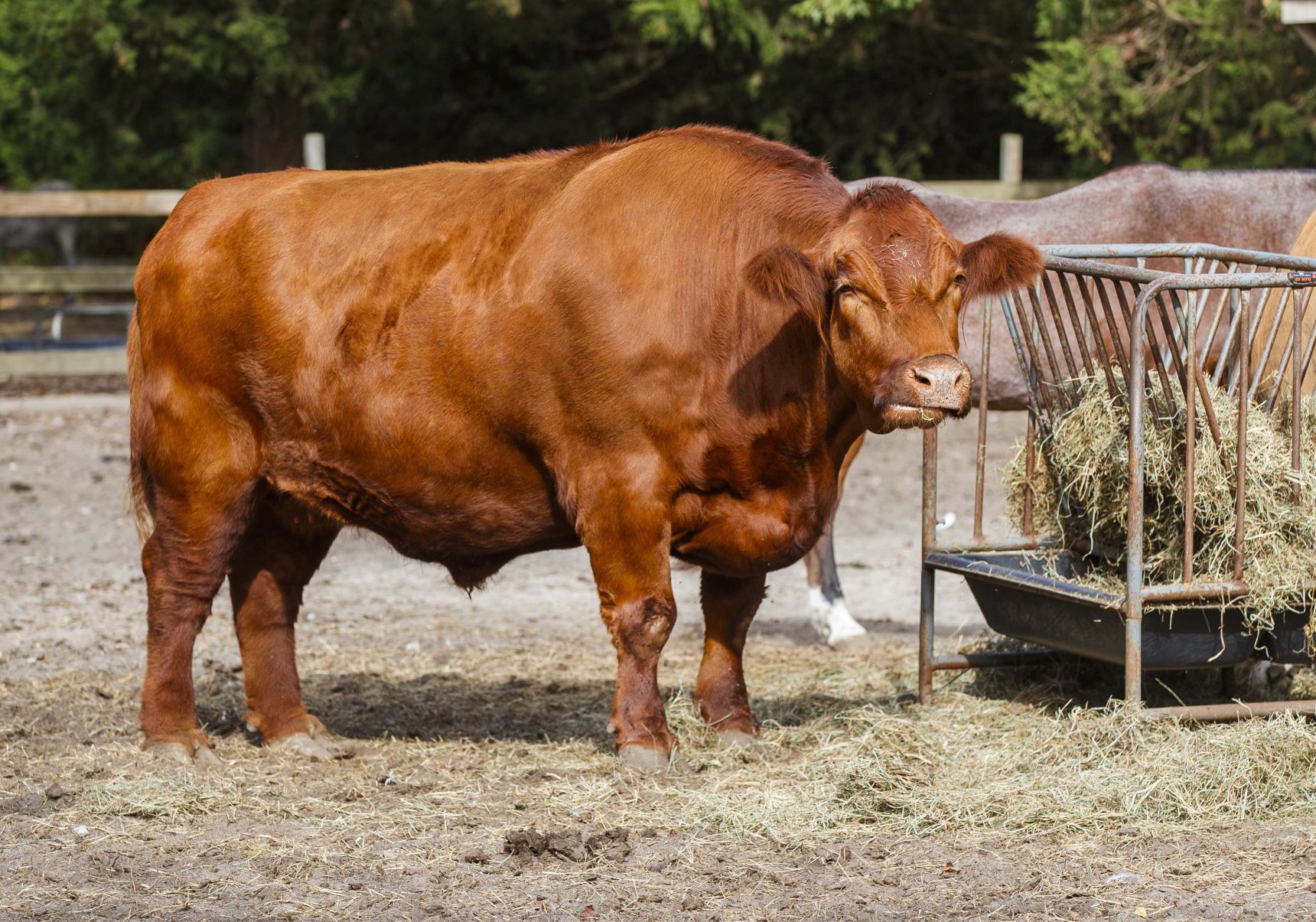 Funny Farm Rescue & Sanctuary